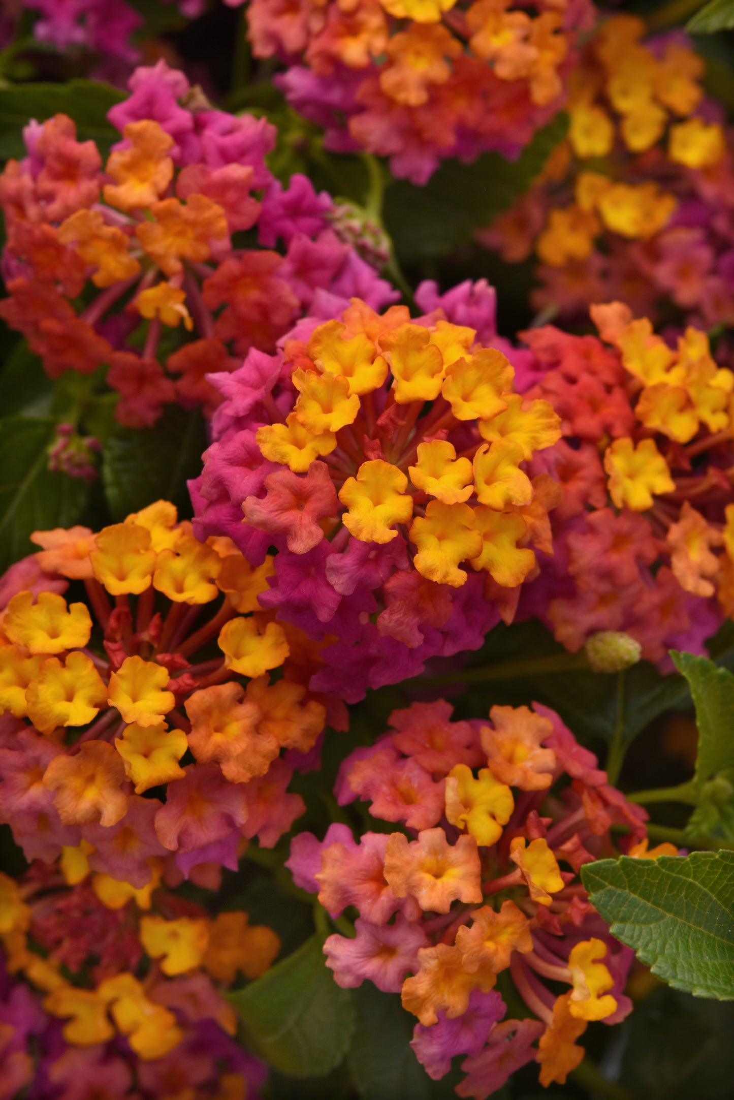 Lantana Passion Fruit (5" pot)