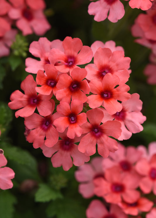 Verbena Lascar™ Mango Orange (5" pot)