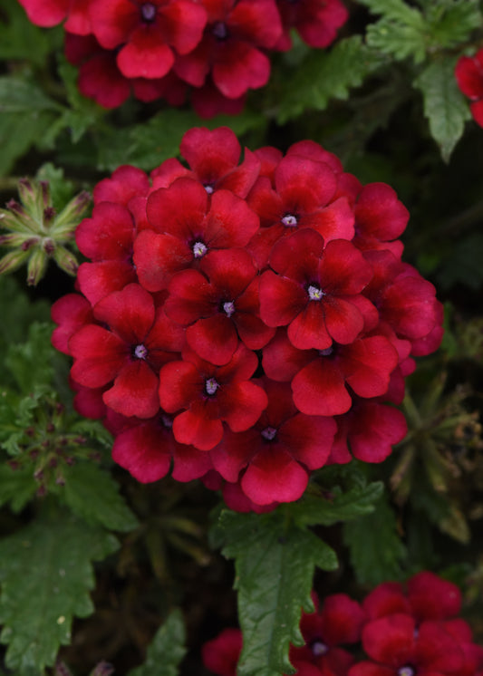 Verbena Lascar™ Vampire (5" pot)
