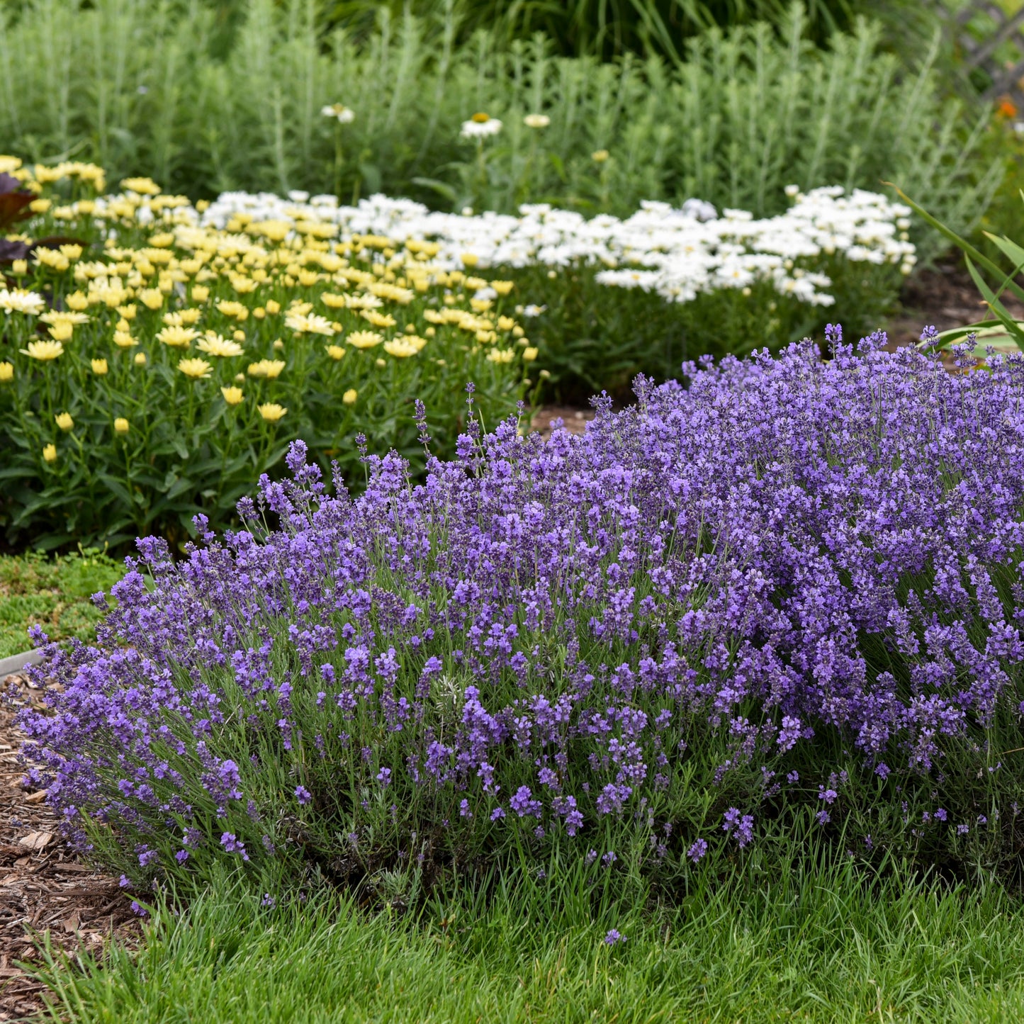 Lavender "English" (Munstead) (6.5" tall pot)