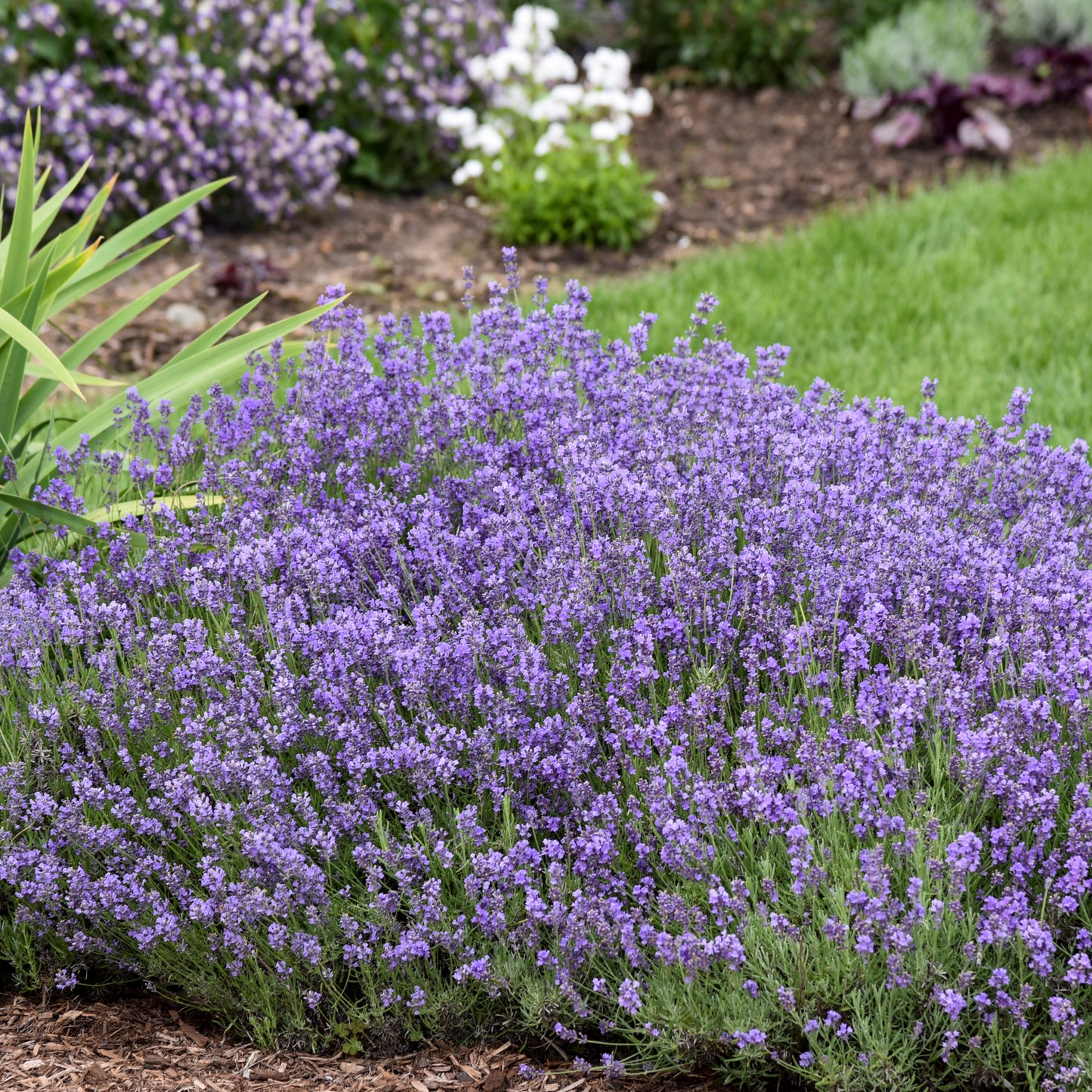Lavender "English" (Munstead) (6.5" tall pot)