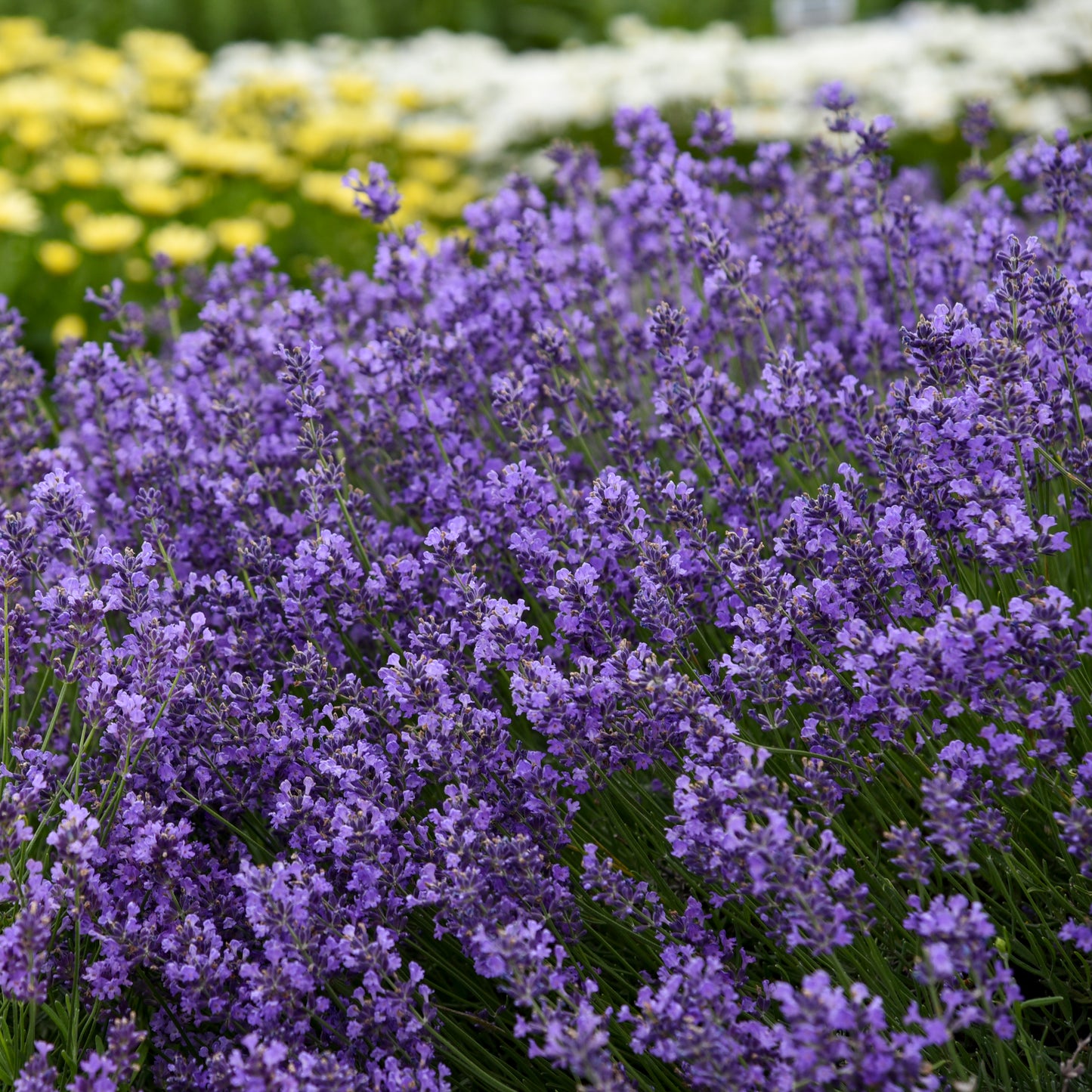 Lavender "English" (Munstead) (6.5" tall pot)
