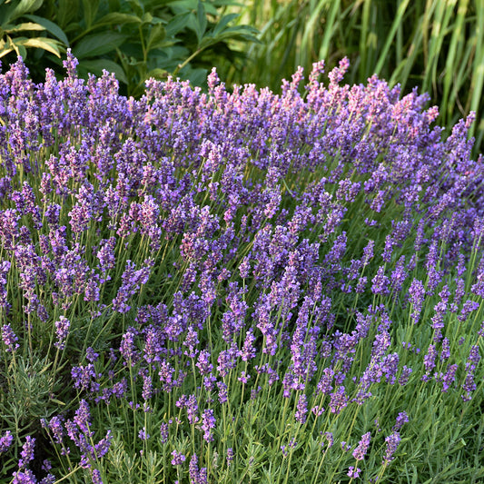 Lavandula Hidcote (6.5" tall pot)