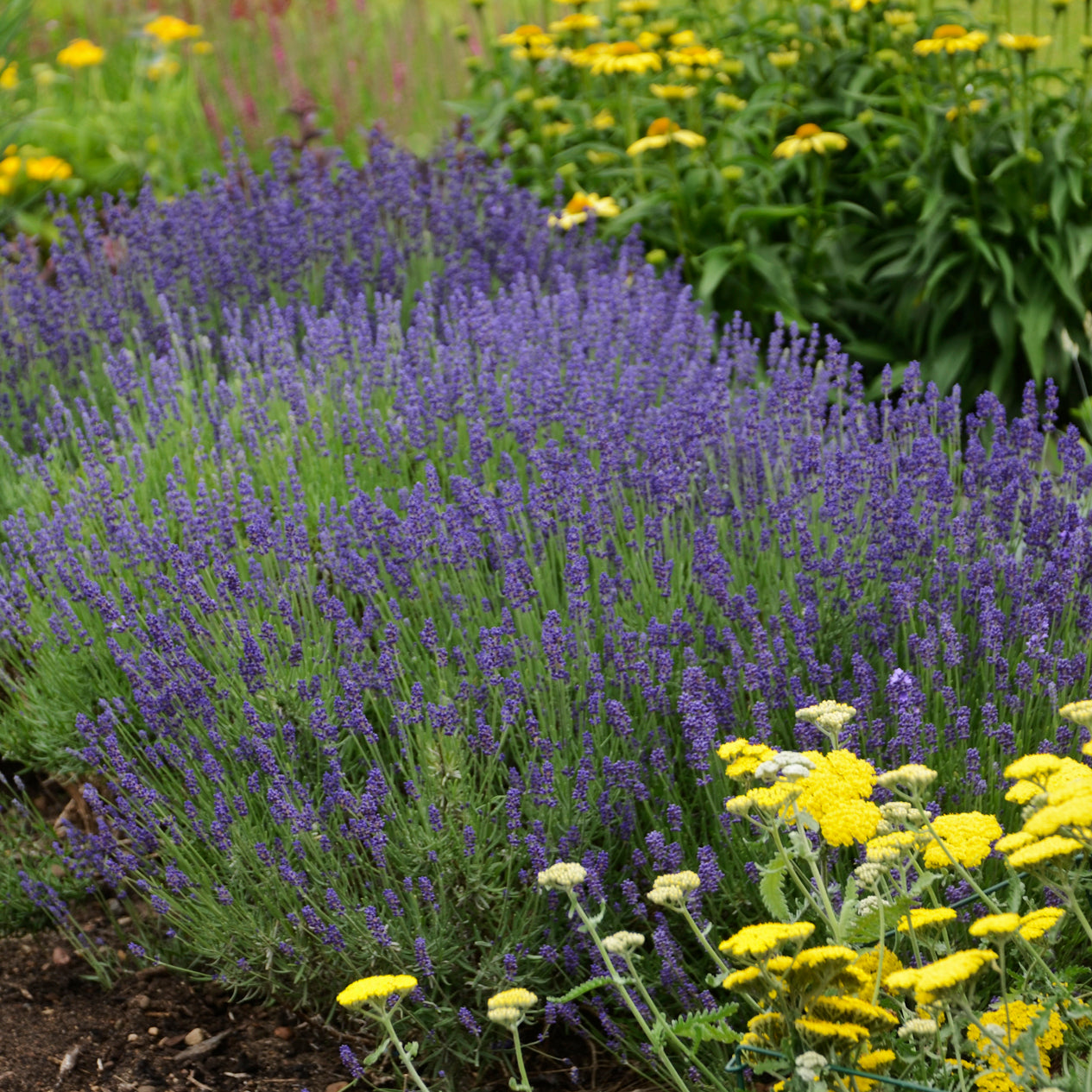 Lavandula Hidcote (6.5" tall pot)