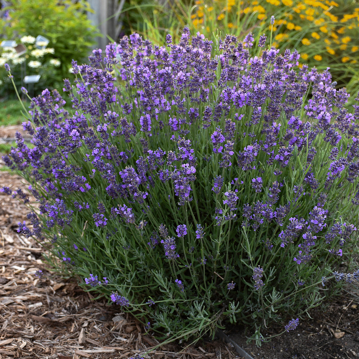 Lavandula Hidcote (6.5" tall pot)