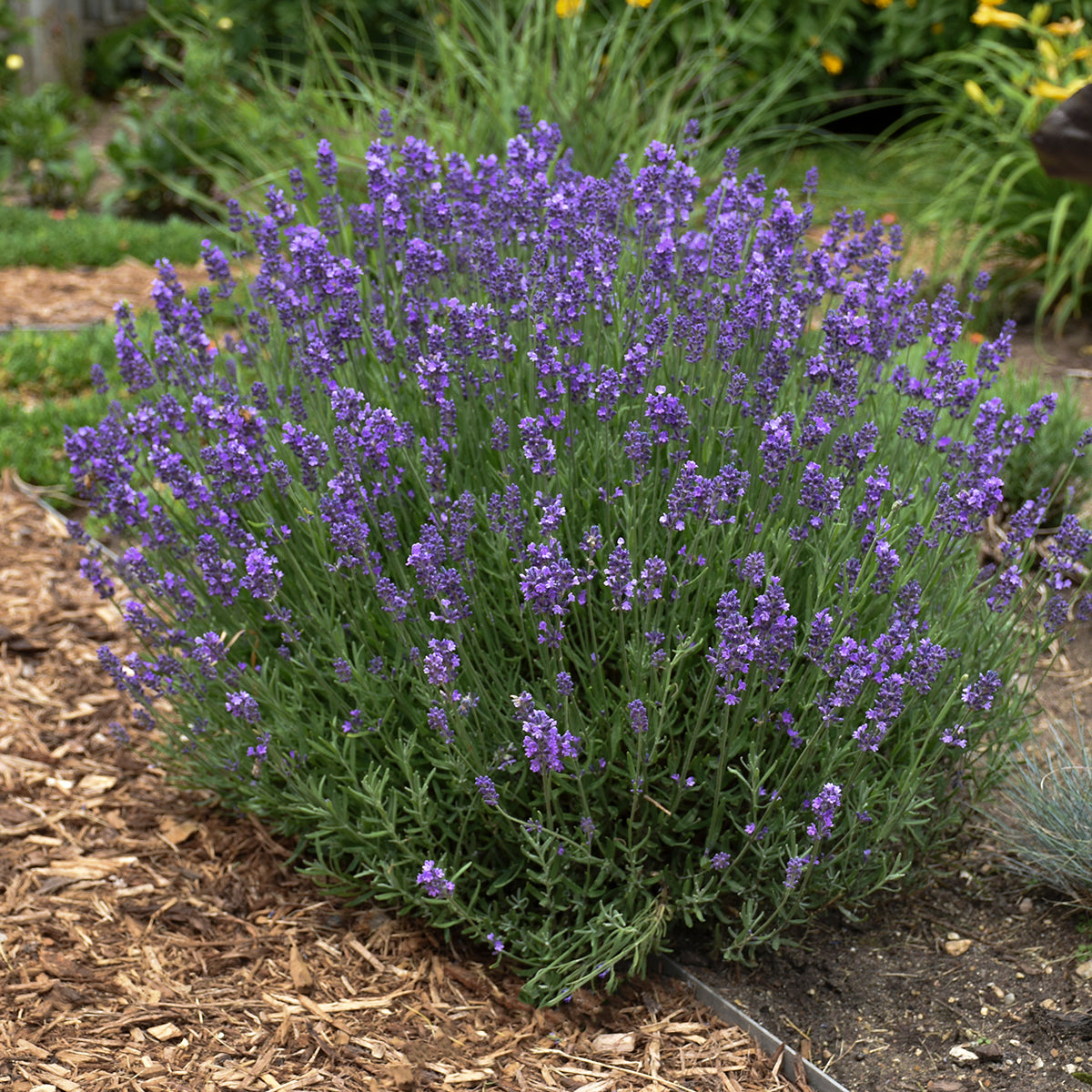 Lavandula Hidcote (6.5" tall pot)