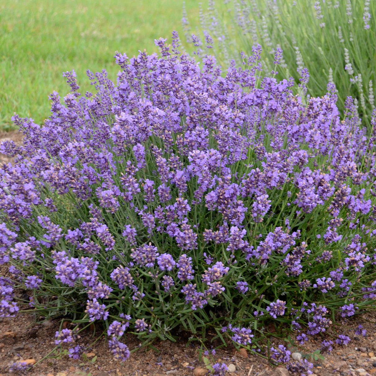 Lavender "English" (aka Essence Purple) (6.5" tall pot)