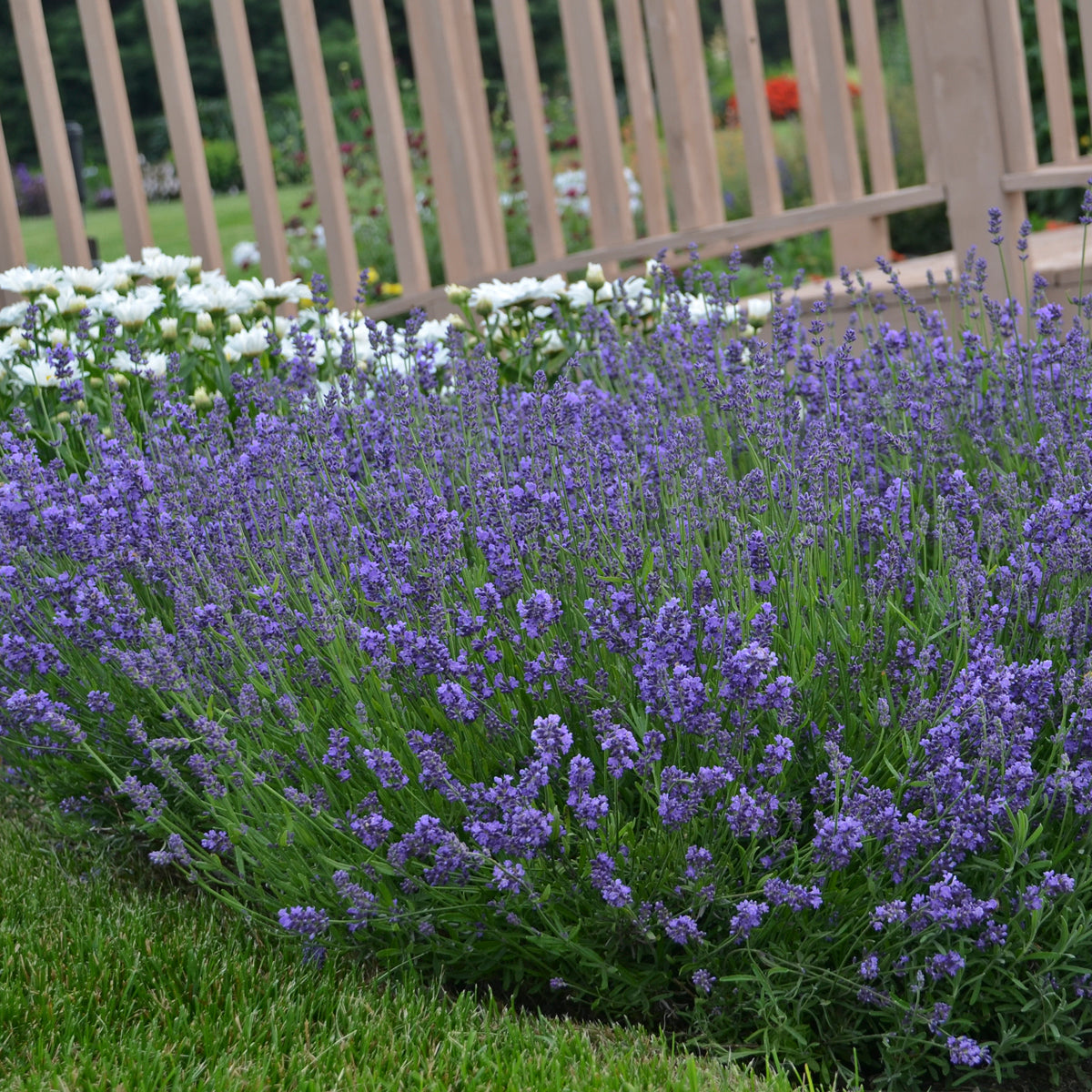 Lavender "English" (aka Essence Purple) (6.5" tall pot)