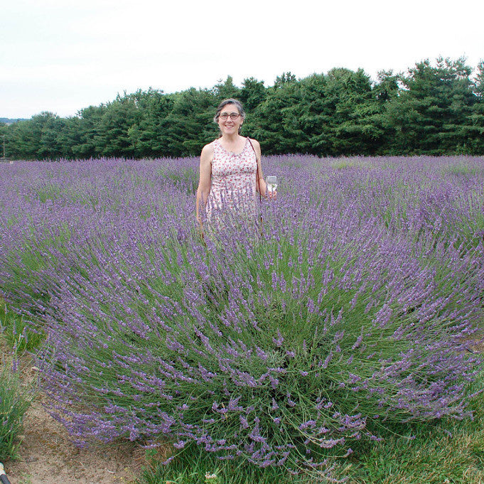 Lavender "English" (Phenomenal variety) (6.5" tall pot)