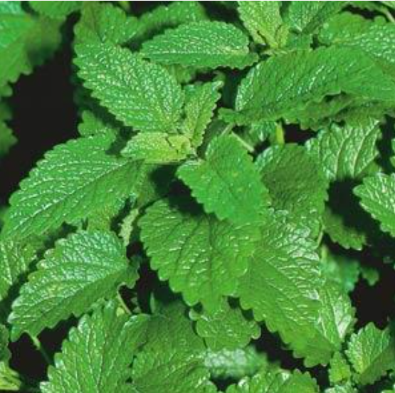 Herb Lemon Balm (3.5" pot)