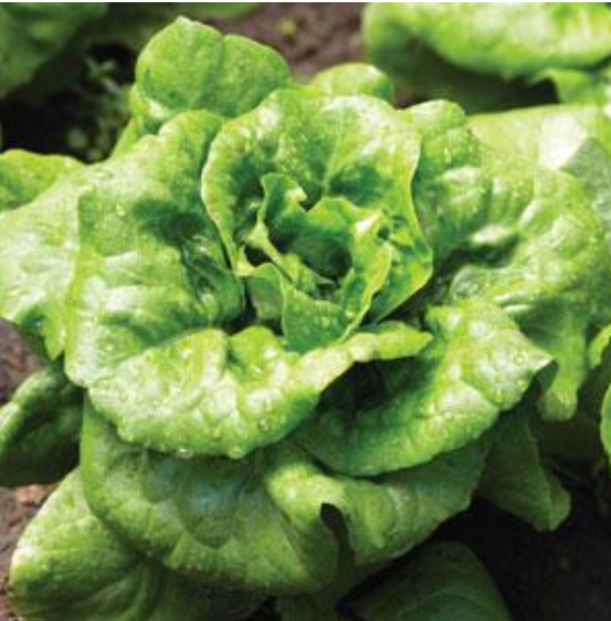 Lettuce Buttercrunch (3-pack)