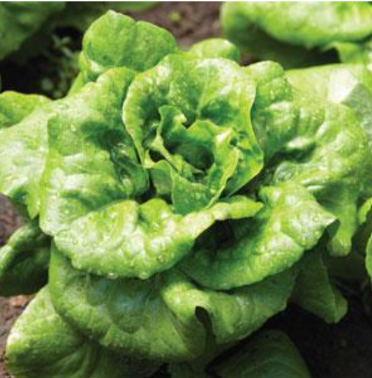Lettuce Buttercrunch (3-pack)