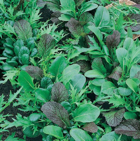Lettuce Mesclun Mixture (3-pack)