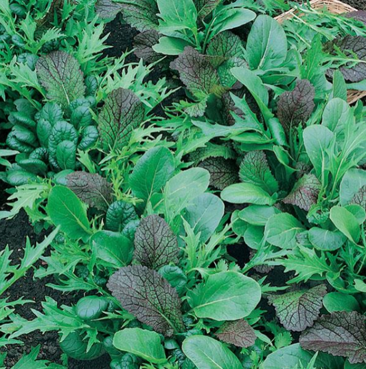 Lettuce Mesclun Mixture (3-pack)