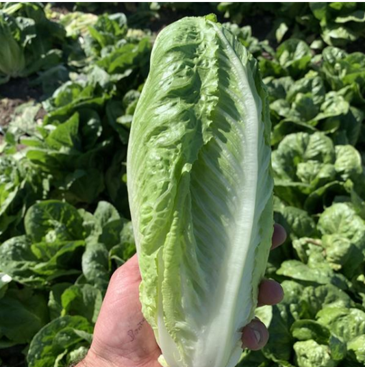 Lettuce Romaine (3-pack)