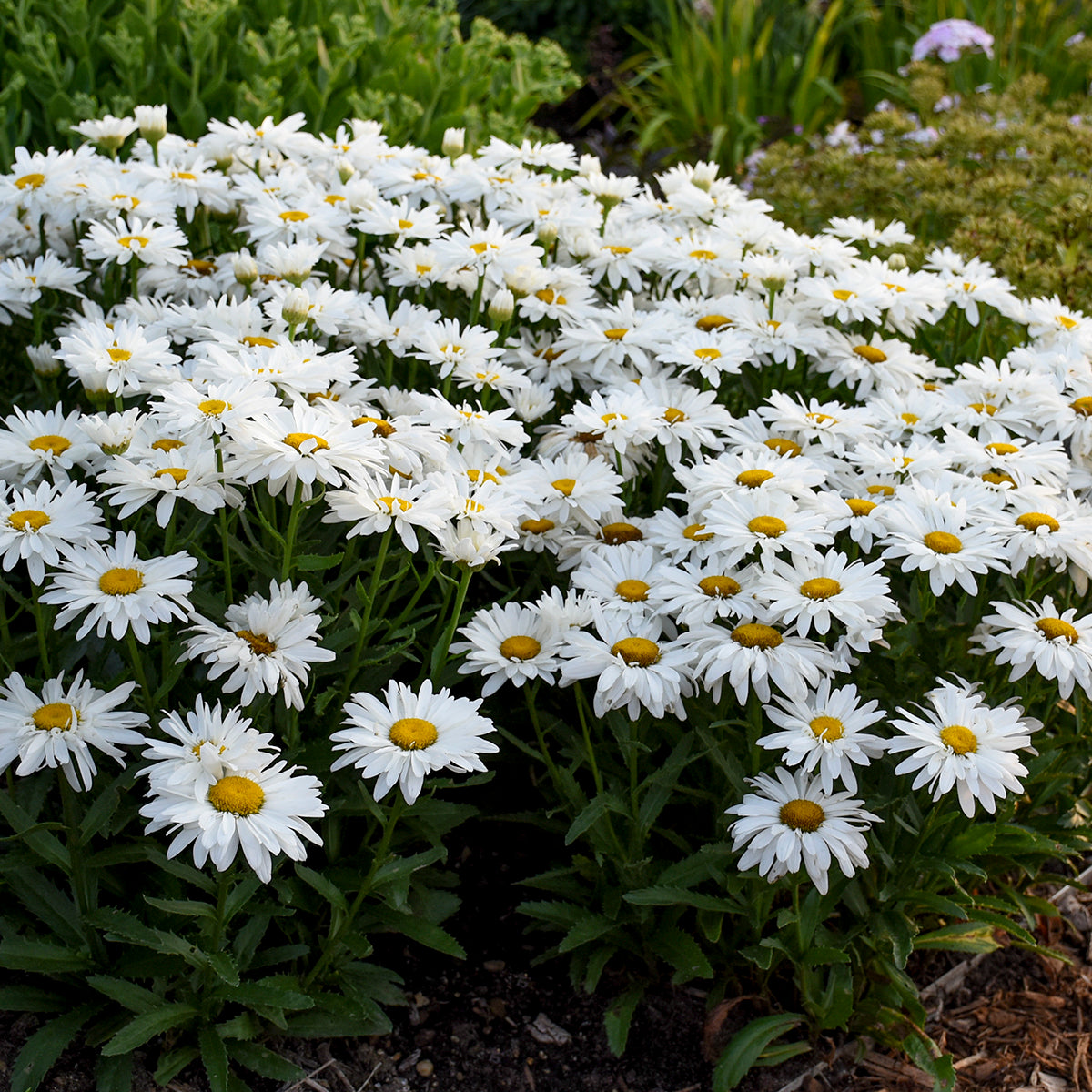 Leucanthemum - Whoops-a-Daisy