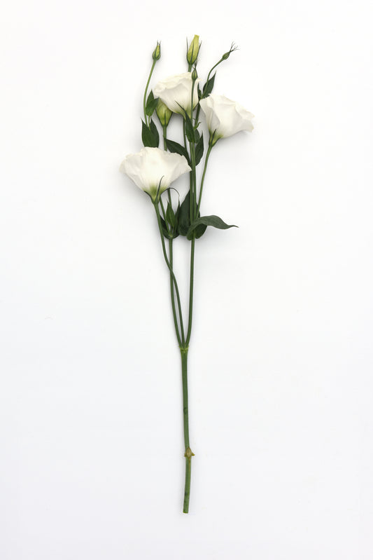 Lisianthus White (5" orange pot)