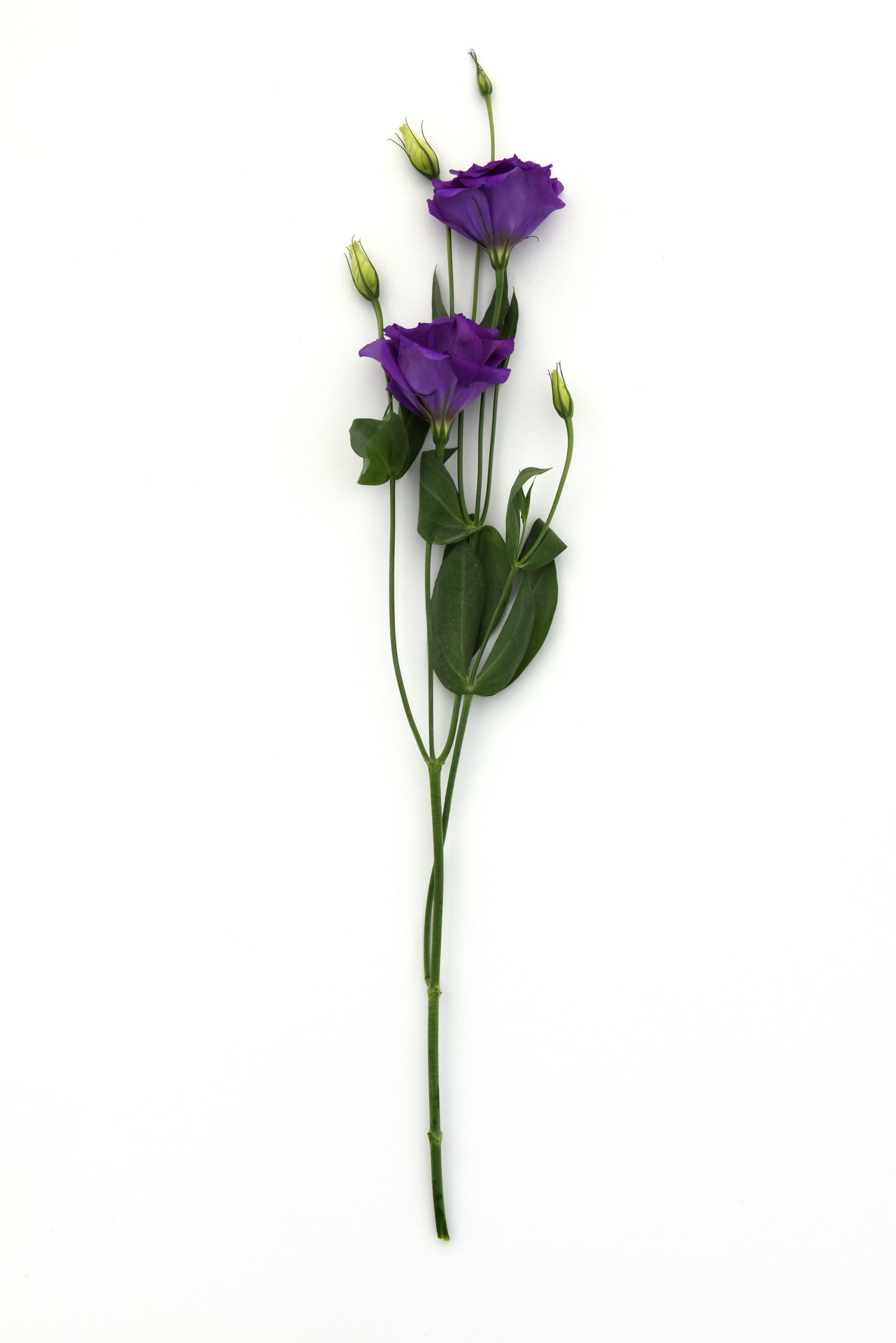 Lisianthus Blue (5" orange pot)