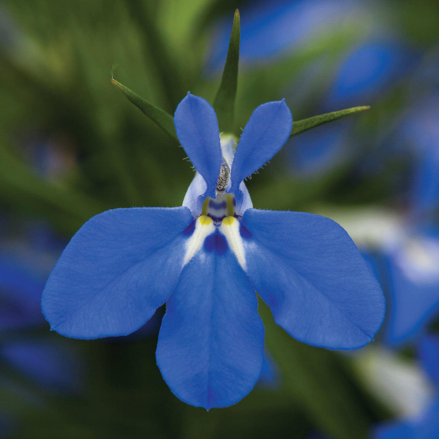 Lobelia Blue (3-pack)