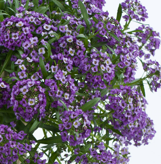 Lobularia Stream Lavender (5" pot)