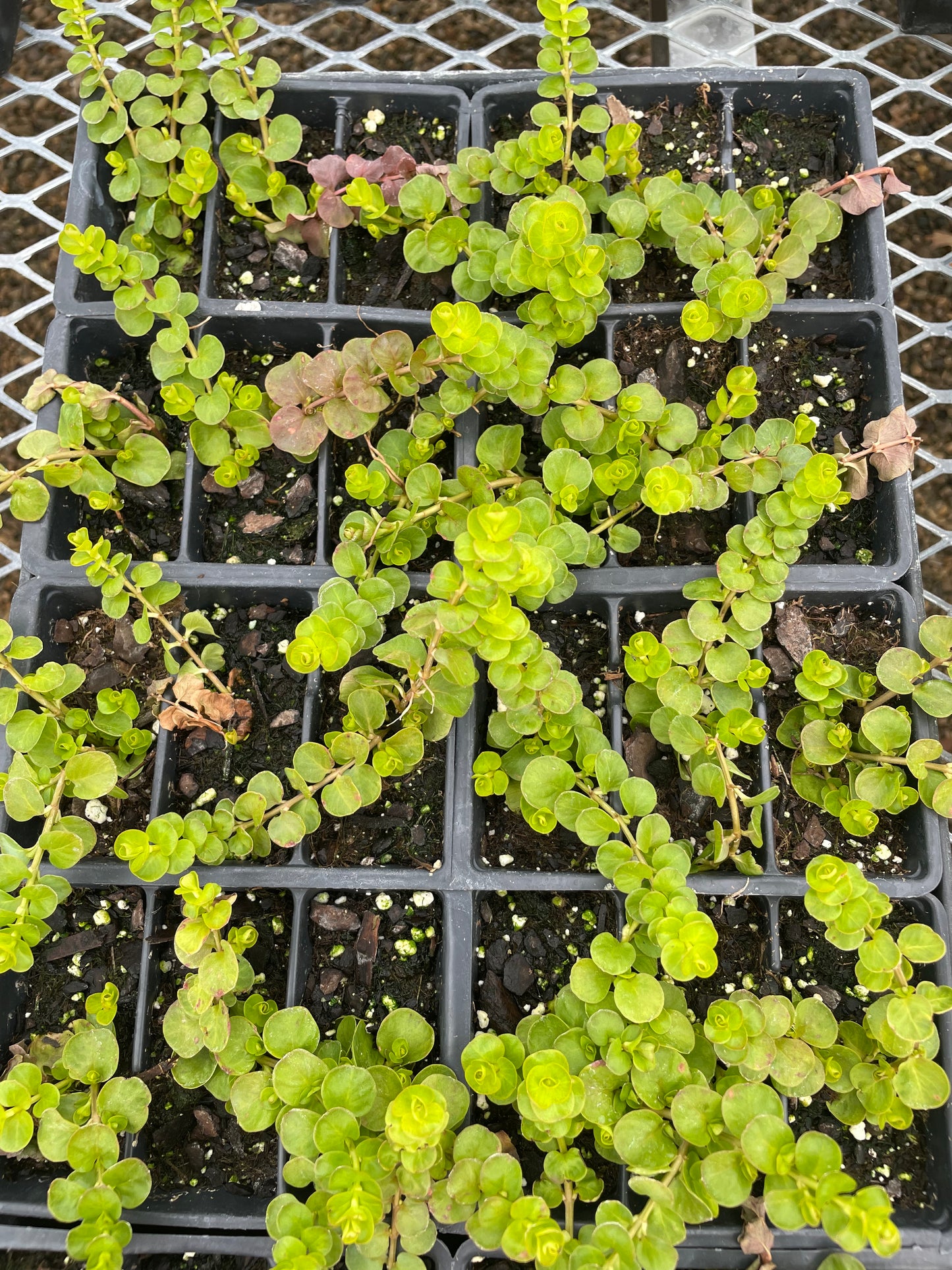 Lysmachia (5" pot)