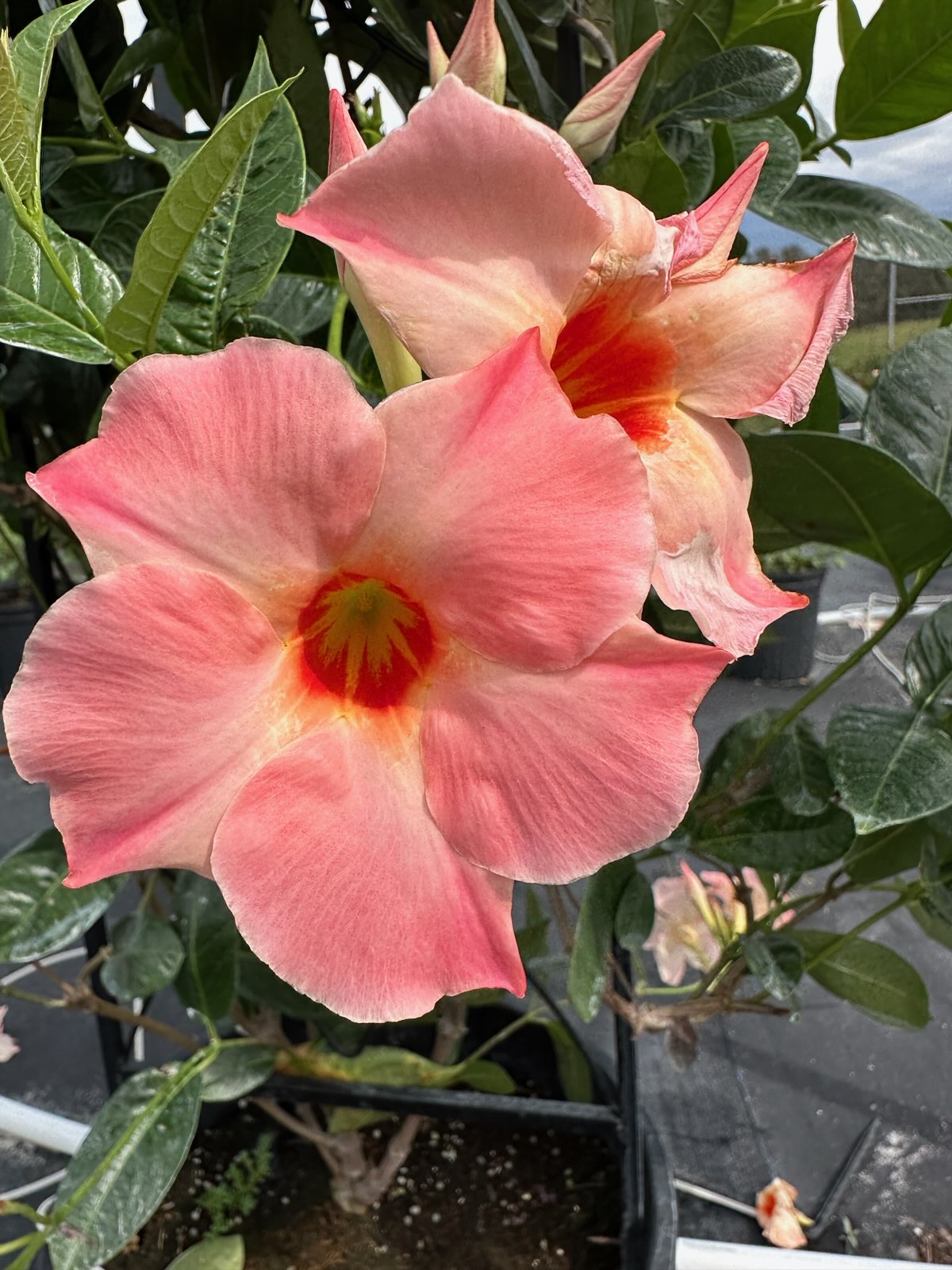 Mandevilla Giant Peach Sunrise (6" orange pot)