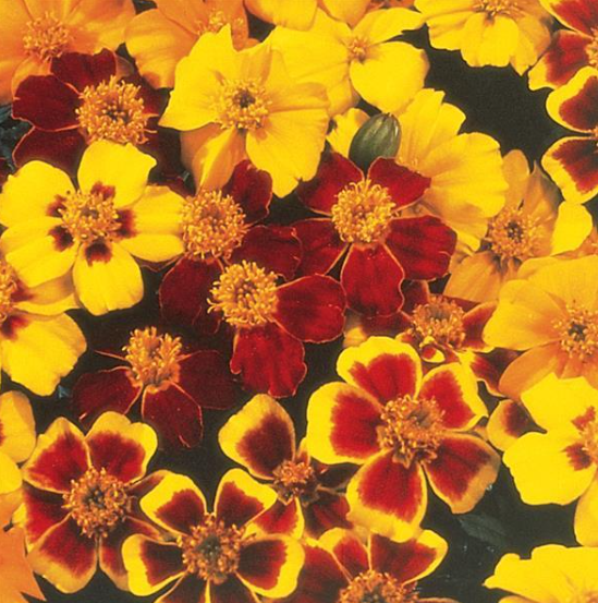 Marigold Disco Mix - DWARF (3-pack)
