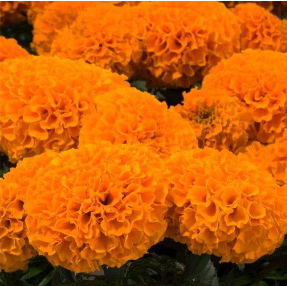 Marigold Discovery Orange - LARGE (3-pack)