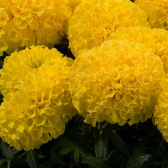 Marigold Discovery Yellow - LARGE (3-pack)