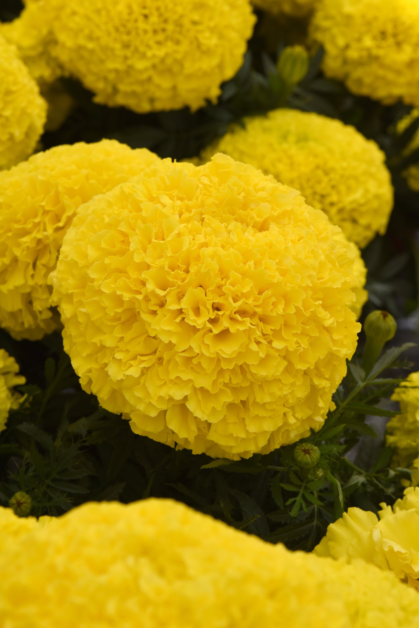 Marigold Marvel Yellow - LARGE (3-pack)