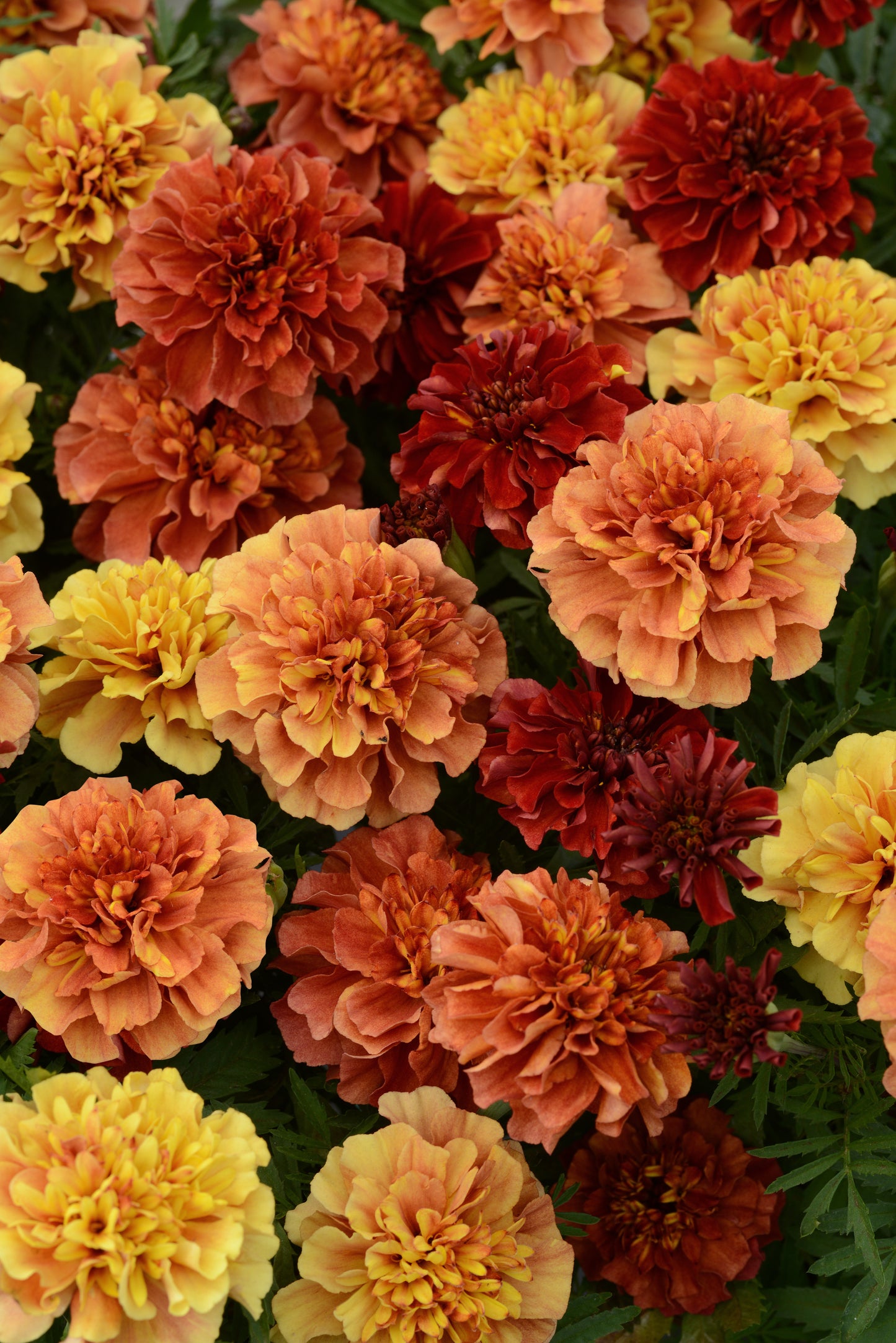 Marigold Strawberry Blonde - DWARF (3-pack)