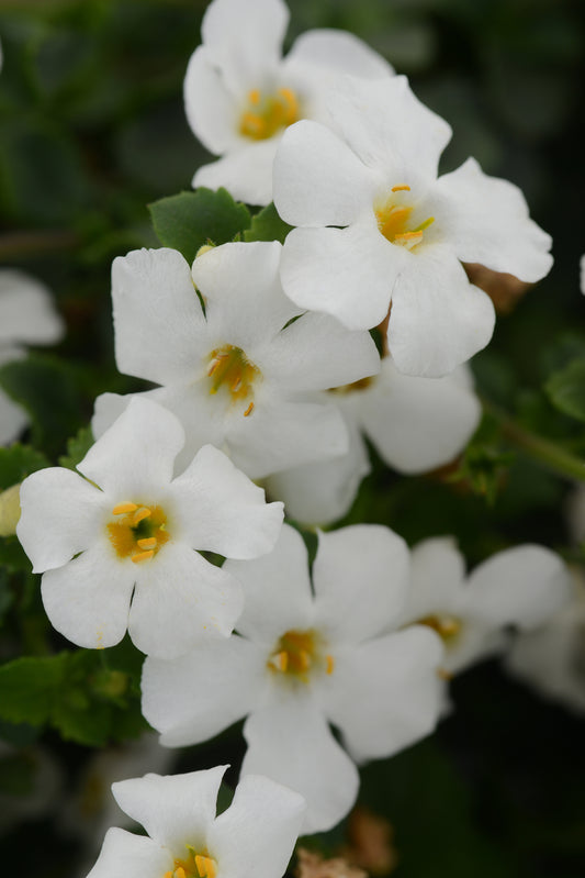 Bacopa MegaCopa White (5" pot)