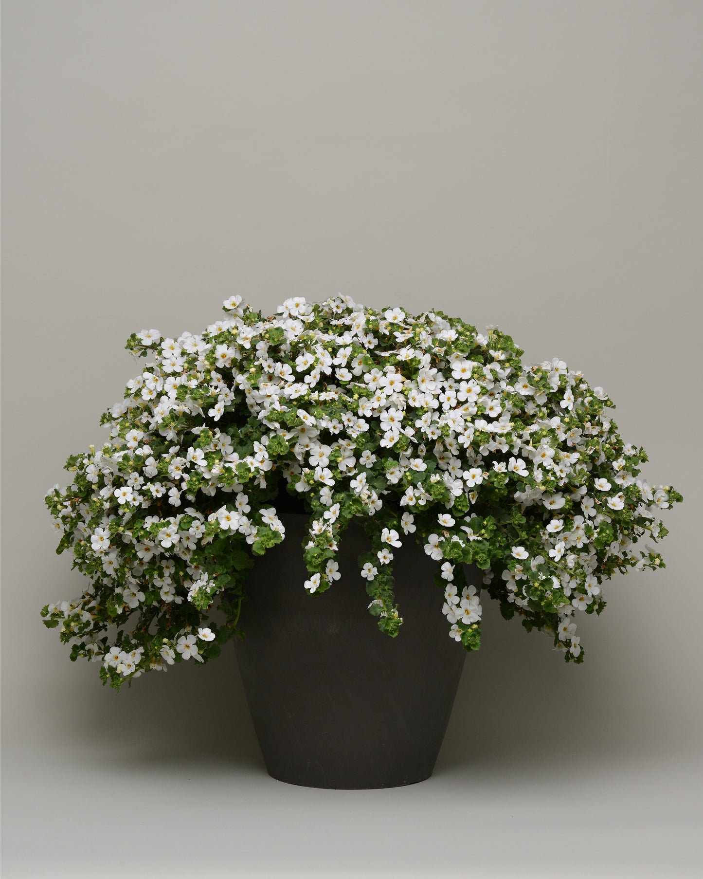 Bacopa MegaCopa White (5" pot)