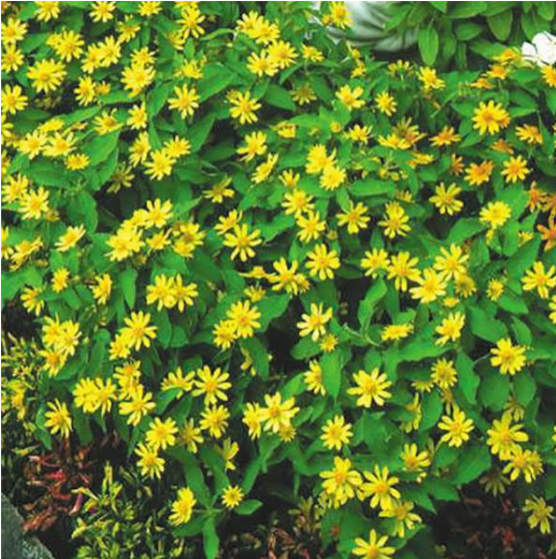 Melampodium Lemon Delight (3-pack)