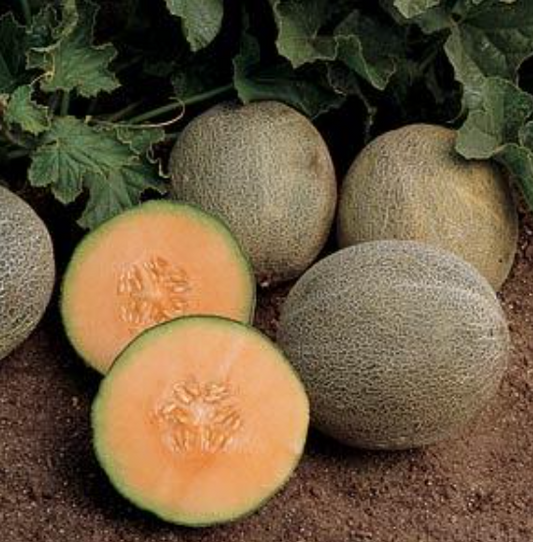 Muskmelon (Cantaloupe) Ambrosia (3.5" pot)
