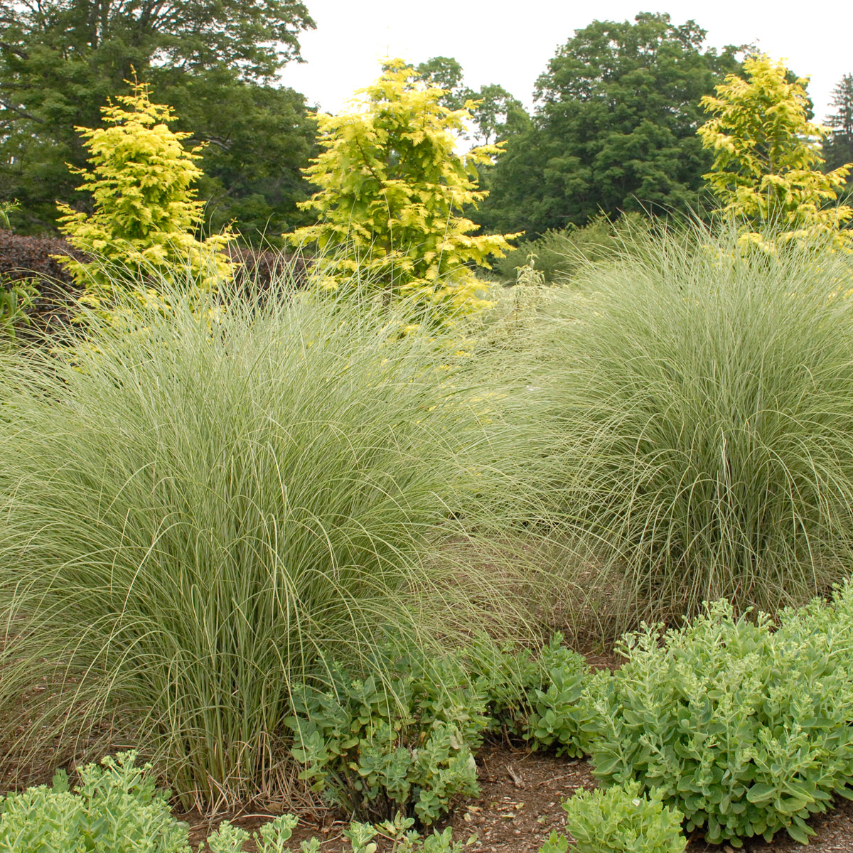 Grass Miscanthus 'Morning Light' (6.5" tall pot)