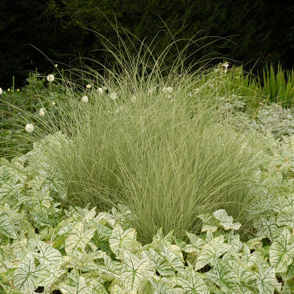 Grass Miscanthus 'Morning Light' (6.5" tall pot)