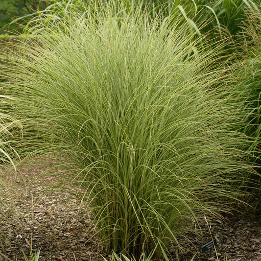 Grass Miscanthus 'Morning Light' (6.5" tall pot)