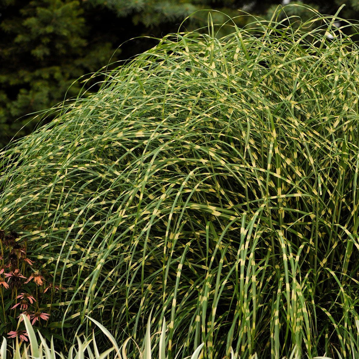 Ornamental Grass Little Zebra (6.5" tall pot)