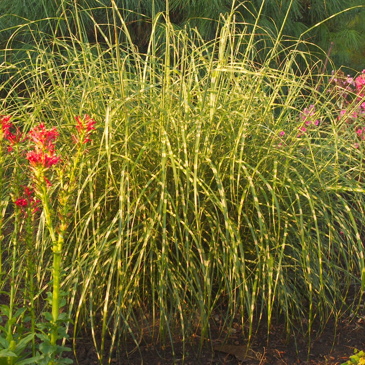 Ornamental Grass Little Zebra (6.5" tall pot)