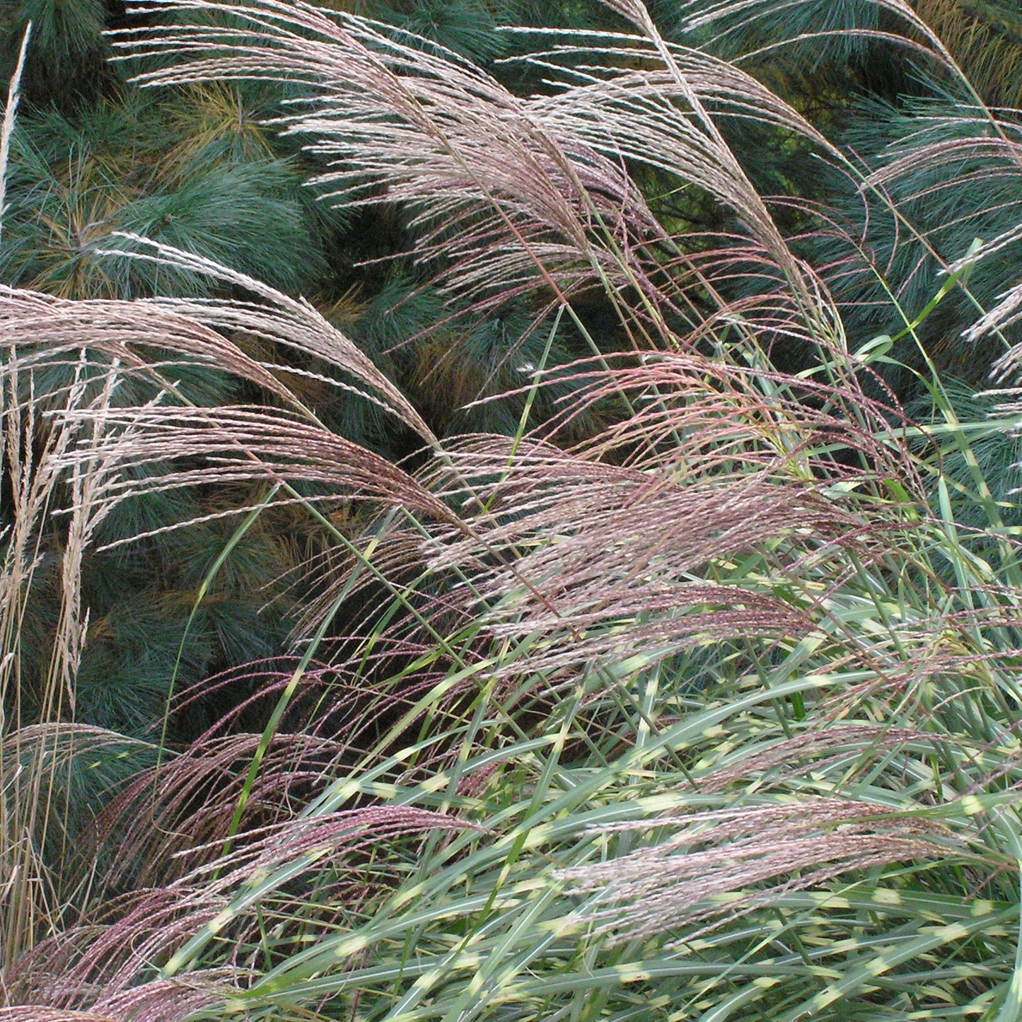 Ornamental Grass Little Zebra (6.5" tall pot)