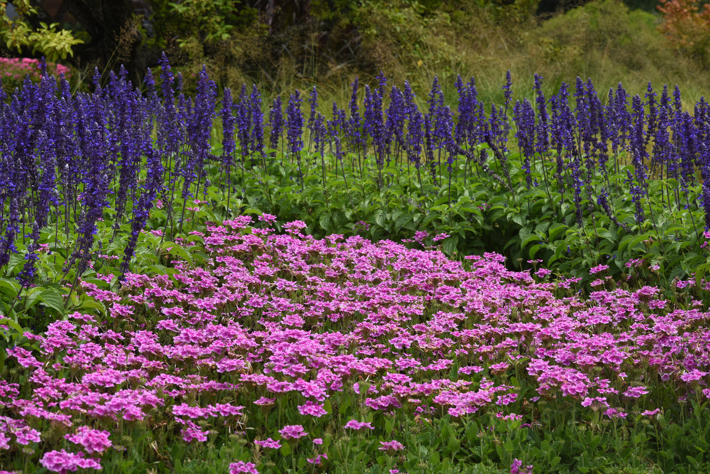 Salvia Mystic Spires (5" pot)