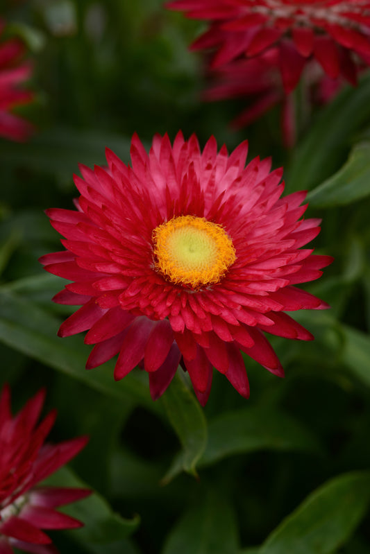 Bracteantha (aka Strawflower) Mohave Purple Red (5" pot)