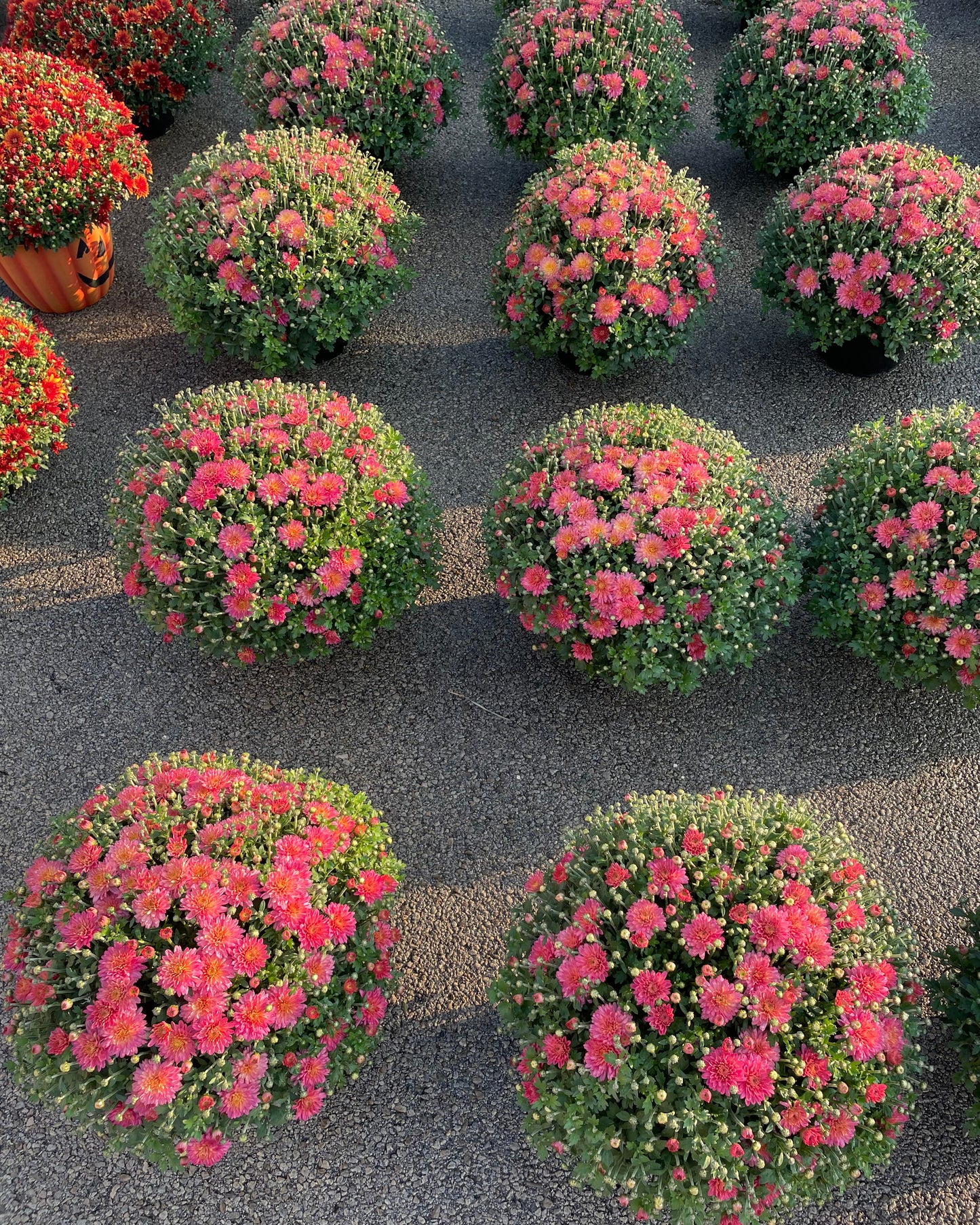 Pink 9" Mum