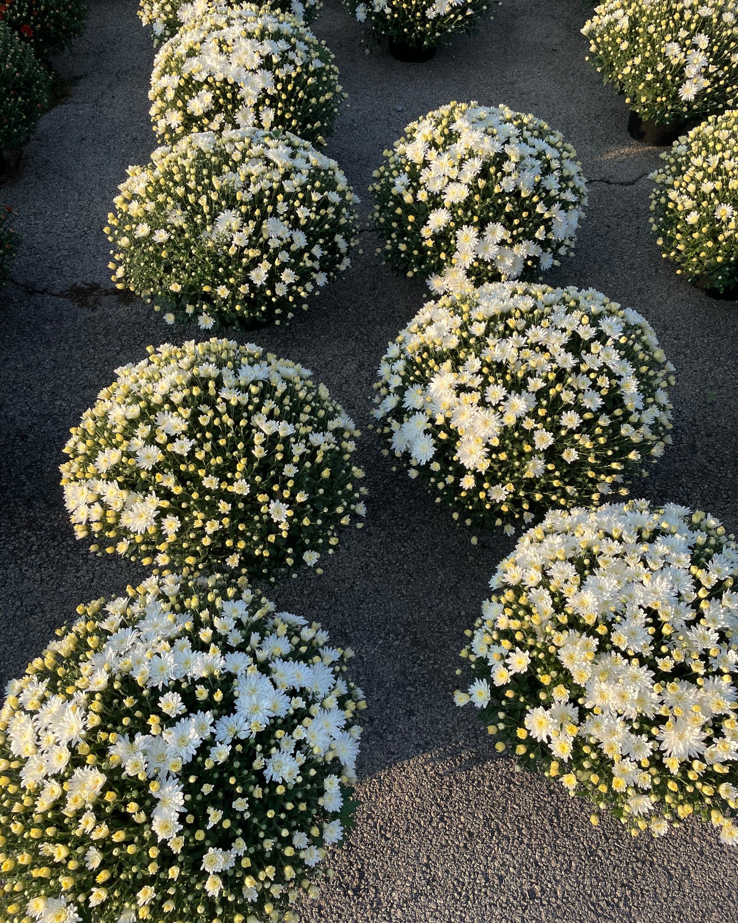 White 9" Mum