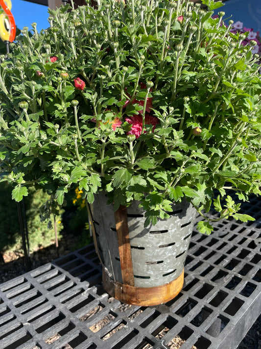 Outdoor mum in rustic metal pale