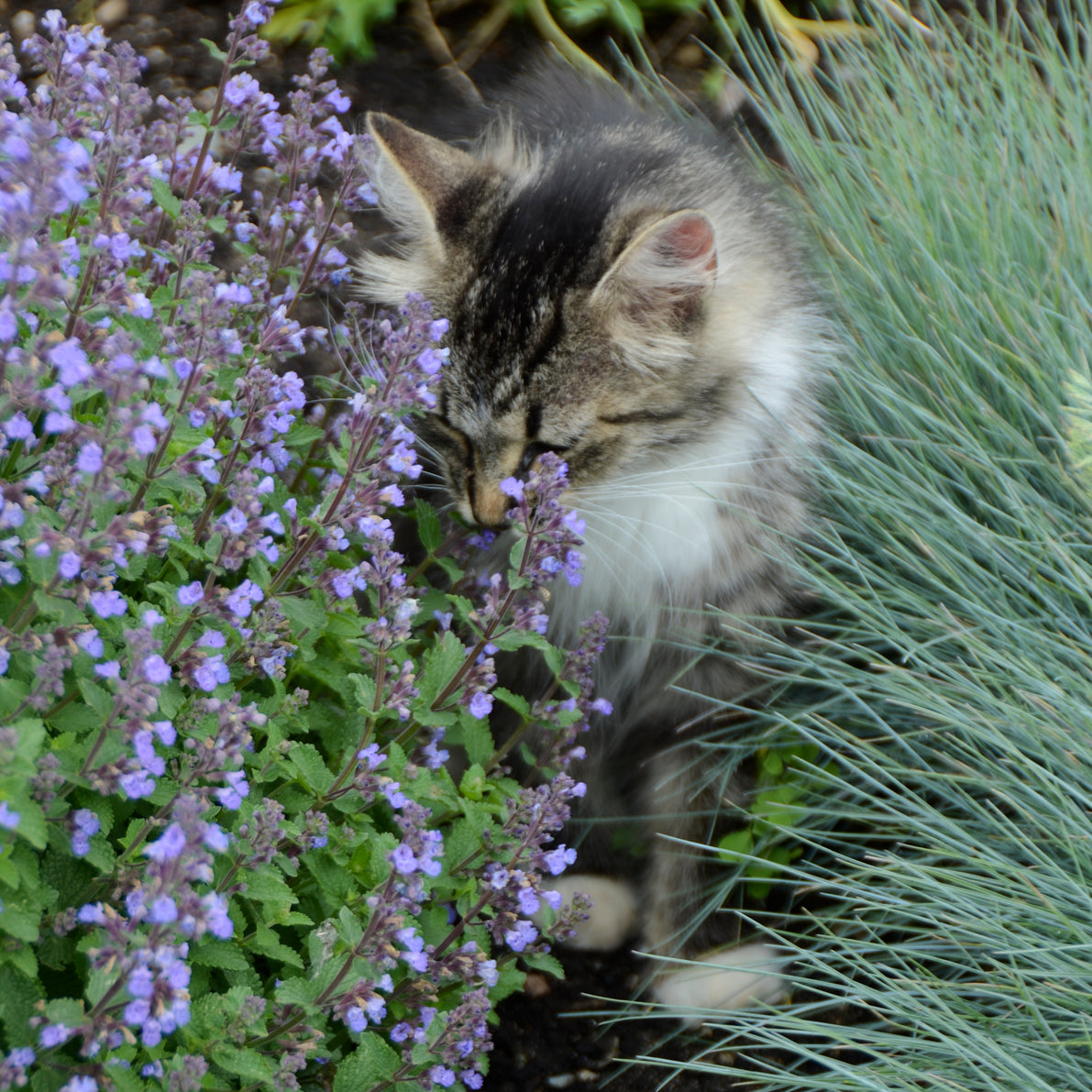 Nepeta - Purrsian Blue