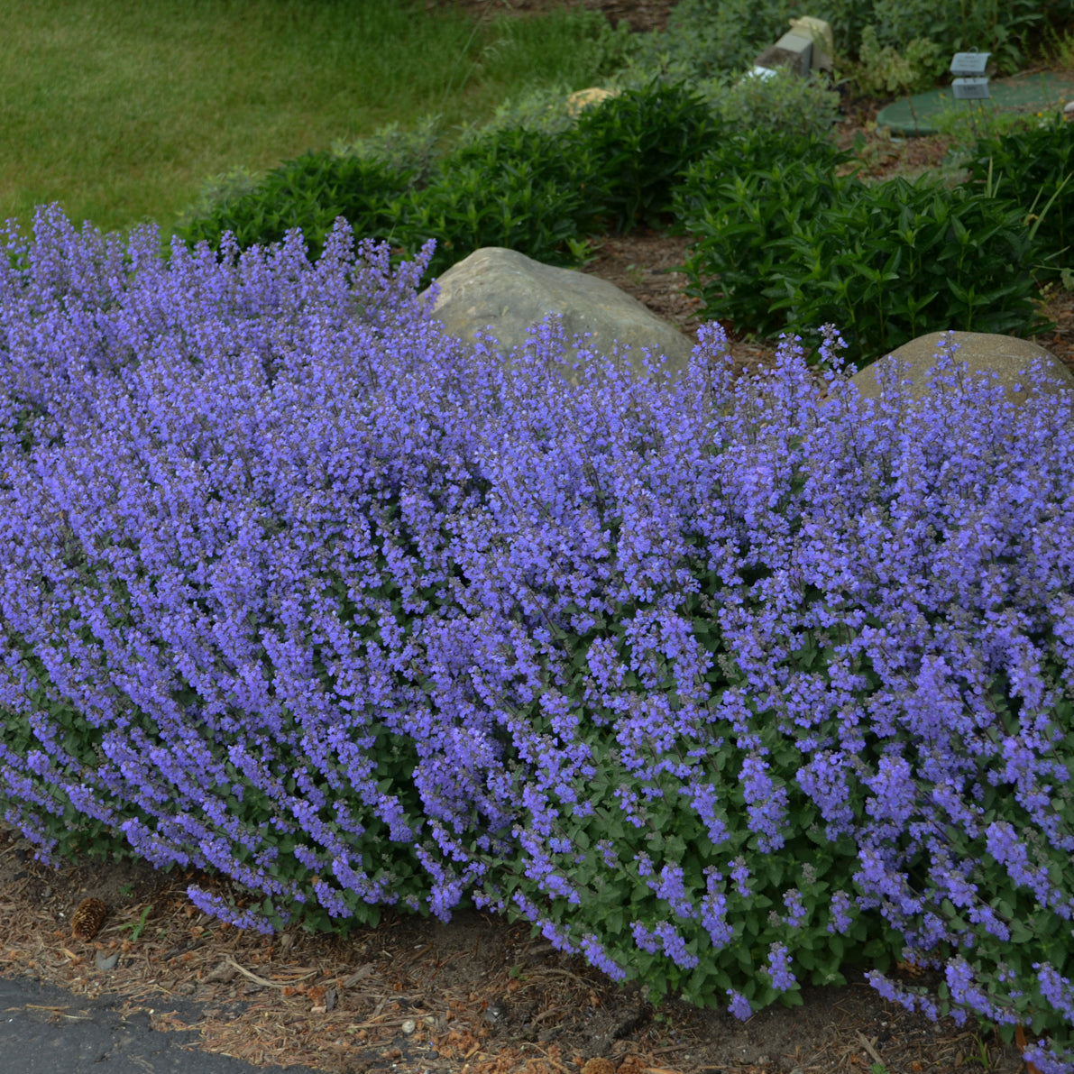 Nepeta - Purrsian Blue