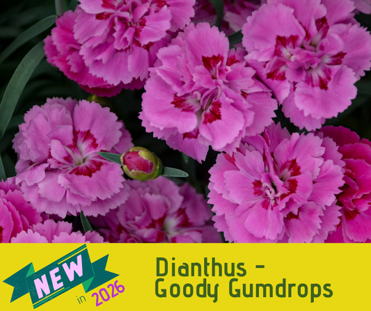 Dianthus - Goody Gumdrops