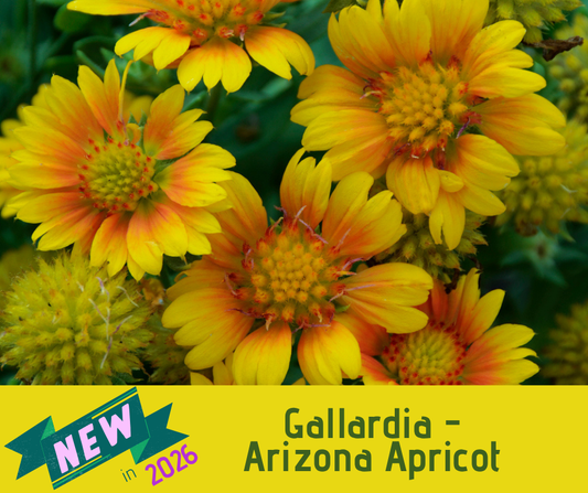 Gallardia - Arizona Apricot